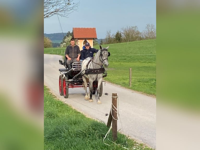 Koń lipicański Klacz 3 lat 162 cm Siwa in radovljica