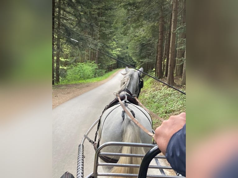 Koń lipicański Klacz 3 lat 162 cm Siwa in radovljica