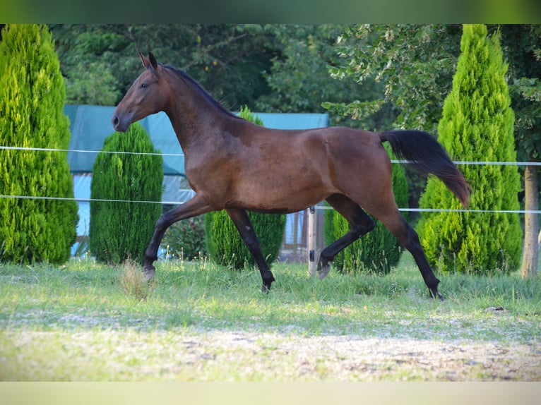 Koń lipicański Klacz 3 lat 165 cm Gniada in Ptuj