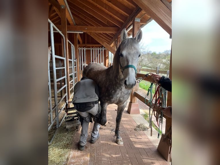 Koń lipicański Klacz 4 lat 147 cm Siwa in LEMBACH