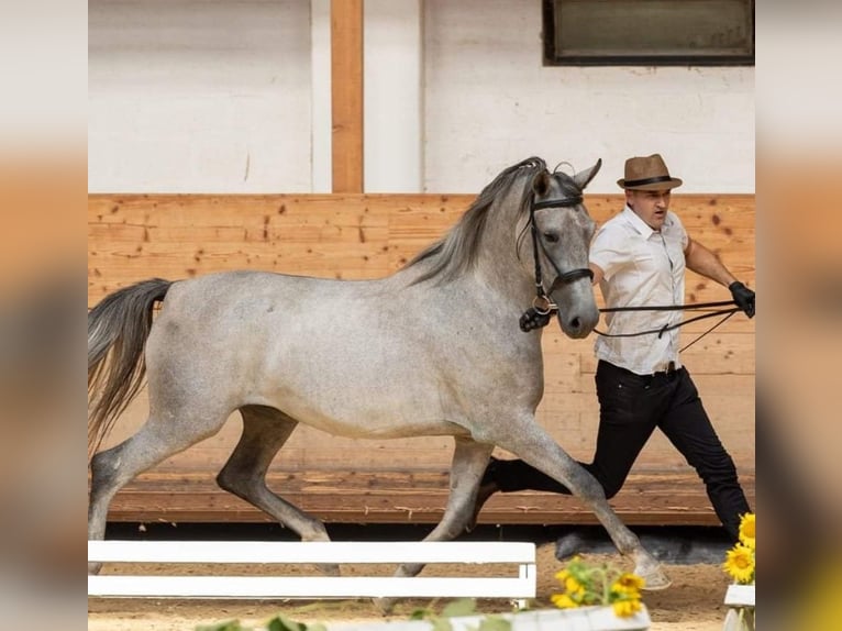 Koń lipicański Klacz 4 lat 155 cm Biała in Ajdovščina