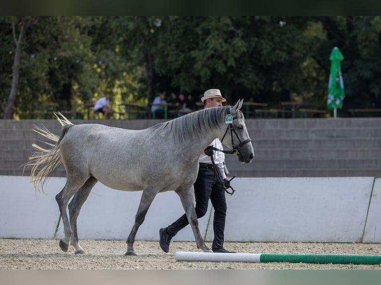 Koń lipicański Klacz 4 lat 155 cm Biała in Ajdovščina