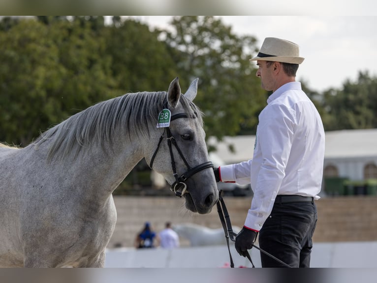 Koń lipicański Klacz 4 lat 155 cm Biała in Ajdovščina