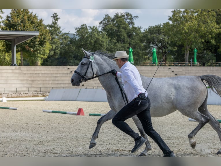 Koń lipicański Klacz 4 lat 155 cm Biała in Ajdovščina