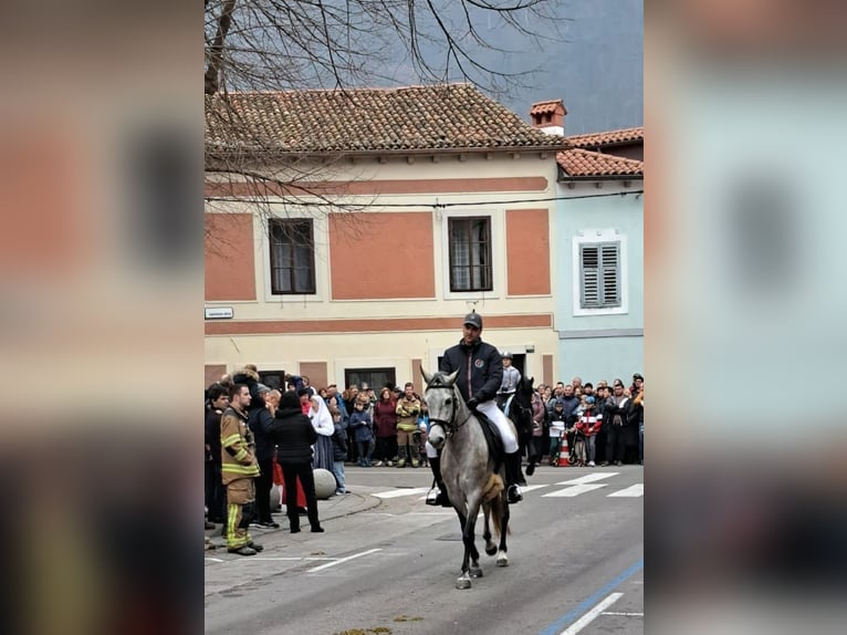 Koń lipicański Klacz 4 lat 155 cm Biała in Ajdovščina