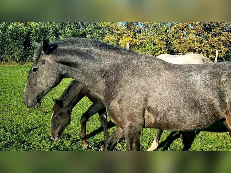Koń lipicański Klacz 4 lat 173 cm Siwa in Tordas
