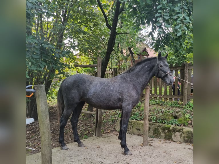 Koń lipicański Klacz 4 lat 173 cm Siwa in Tordas
