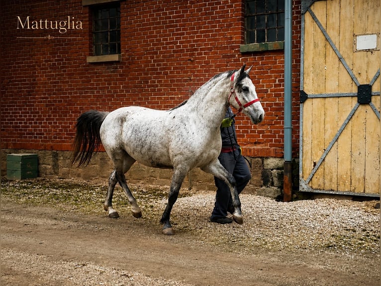 Koń lipicański Klacz 5 lat 154 cm Siwa w hreczce in Wehr