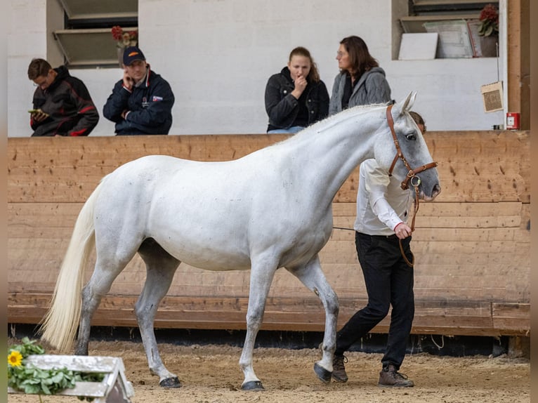 Koń lipicański Klacz 5 lat 158 cm Siwa in Trnovska vas