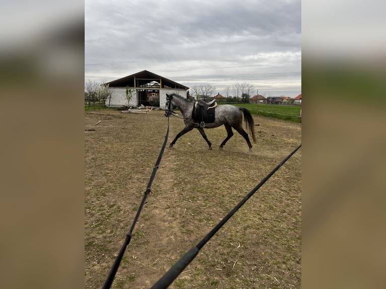 Koń lipicański Klacz 5 lat 160 cm Kara in Sanislău