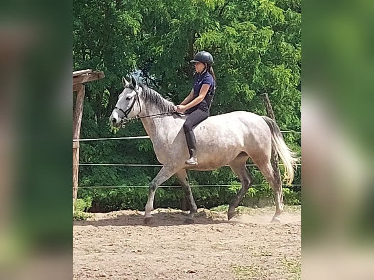 Koń lipicański Klacz 5 lat 162 cm Siwa in Pilisszentivan