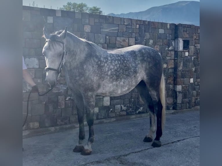 Koń lipicański Klacz 5 lat 164 cm Siwa in Ajdovščina