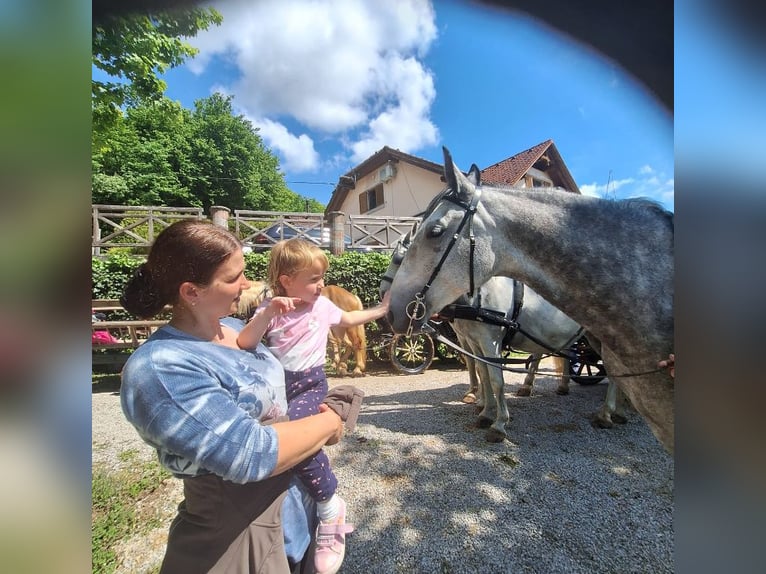 Koń lipicański Klacz 5 lat 164 cm Siwa in Ajdovščina