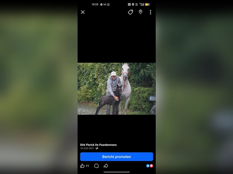 Koń lipicański Mix Klacz 5 lat Siwa in Maarkedal
