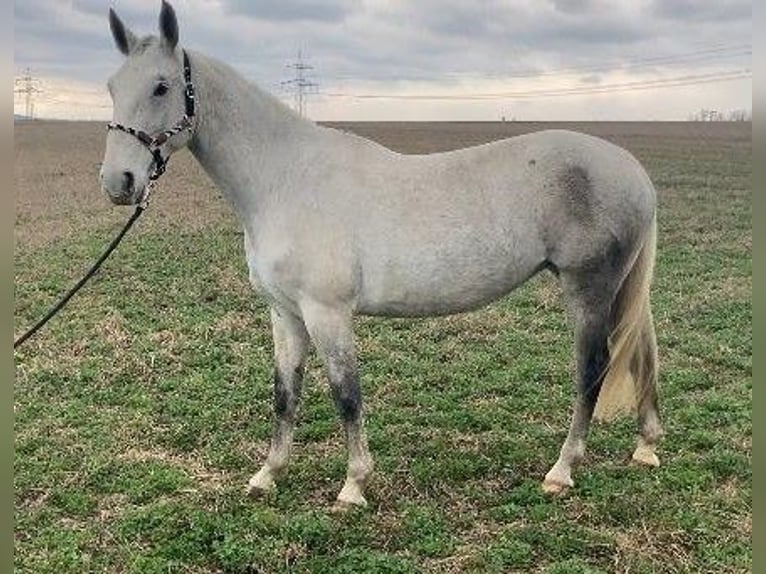 Koń lipicański Klacz 6 lat 160 cm in Steinbrunn