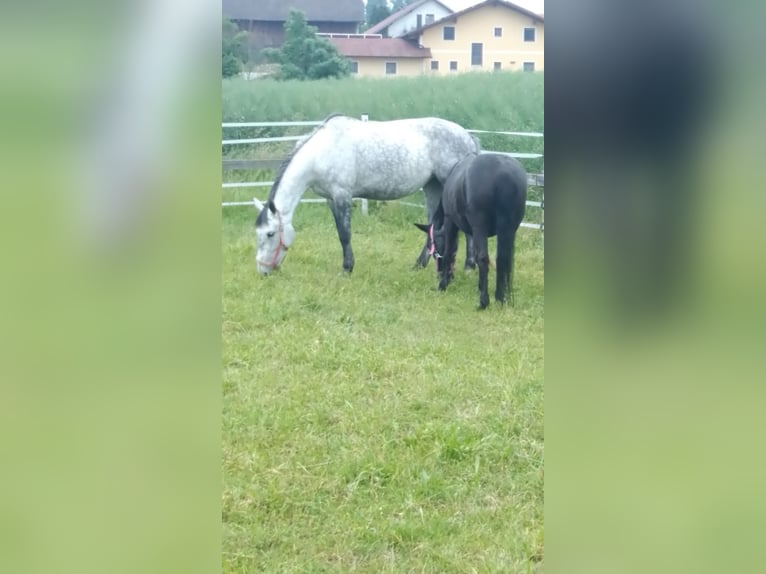 Koń lipicański Mix Klacz 6 lat 160 cm Siwa jabłkowita in Gangkofen