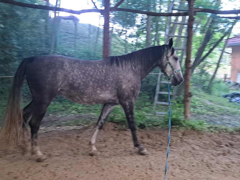 Koń lipicański Klacz 6 lat 168 cm Siwa in Gross St Florian