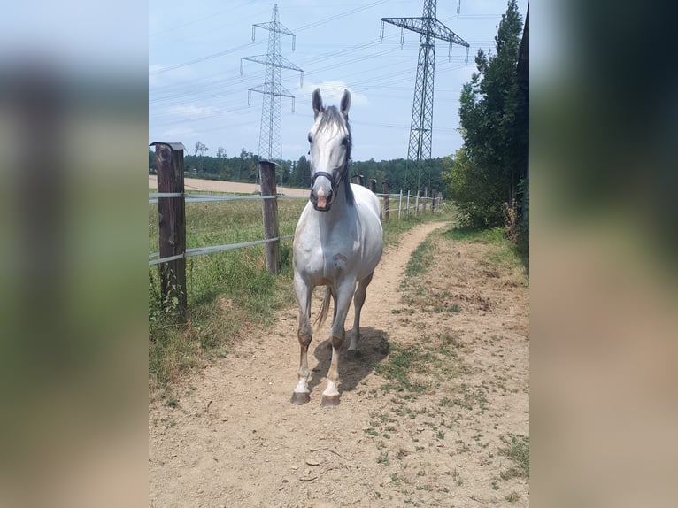 Koń lipicański Klacz 6 lat 172 cm Biała in Steyr