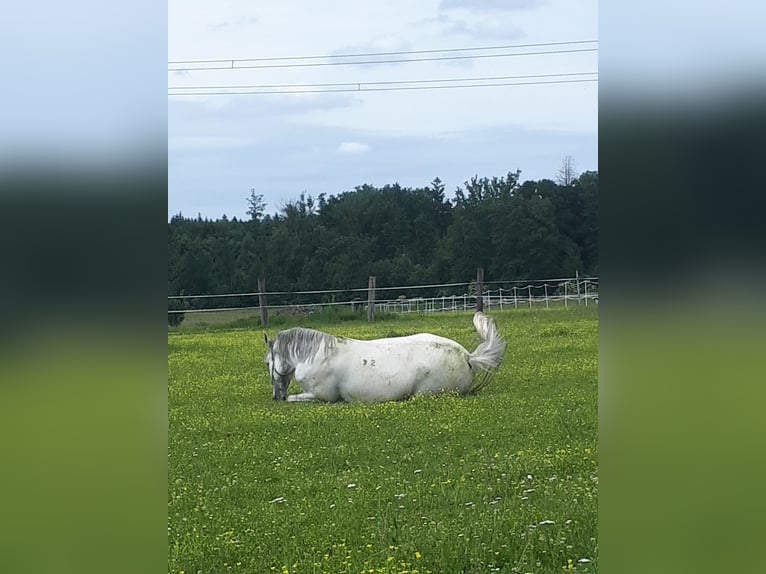 Koń lipicański Klacz 6 lat 172 cm Biała in Steyr