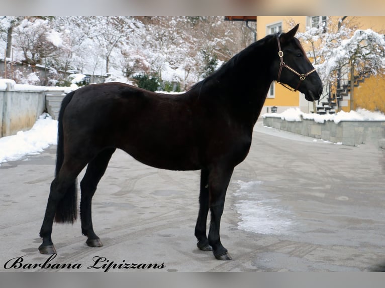 Koń lipicański Klacz 7 lat 156 cm Kara in radovljica