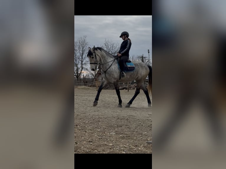 Koń lipicański Mix Klacz 7 lat 160 cm Siwa jabłkowita in Satulung