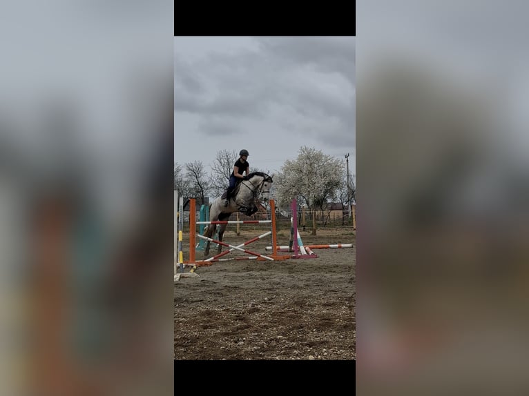 Koń lipicański Mix Klacz 7 lat 160 cm Siwa jabłkowita in Satulung