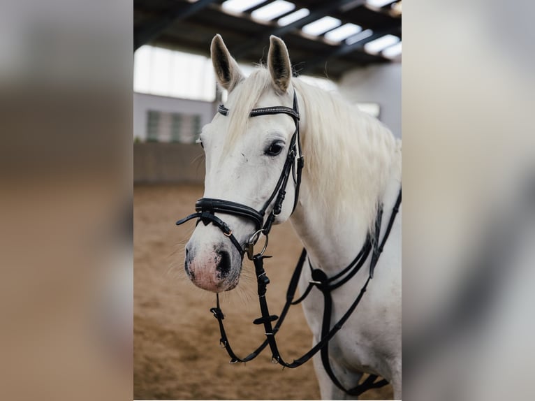 Koń lipicański Klacz 7 lat 162 cm Siwa in Wegberg