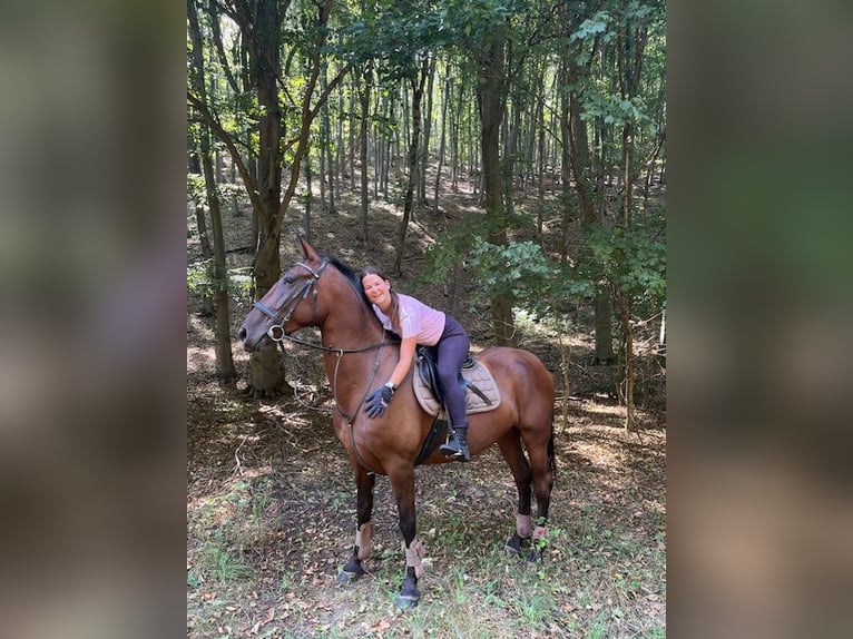 Koń lipicański Klacz 7 lat 165 cm Gniada in Mezőörs