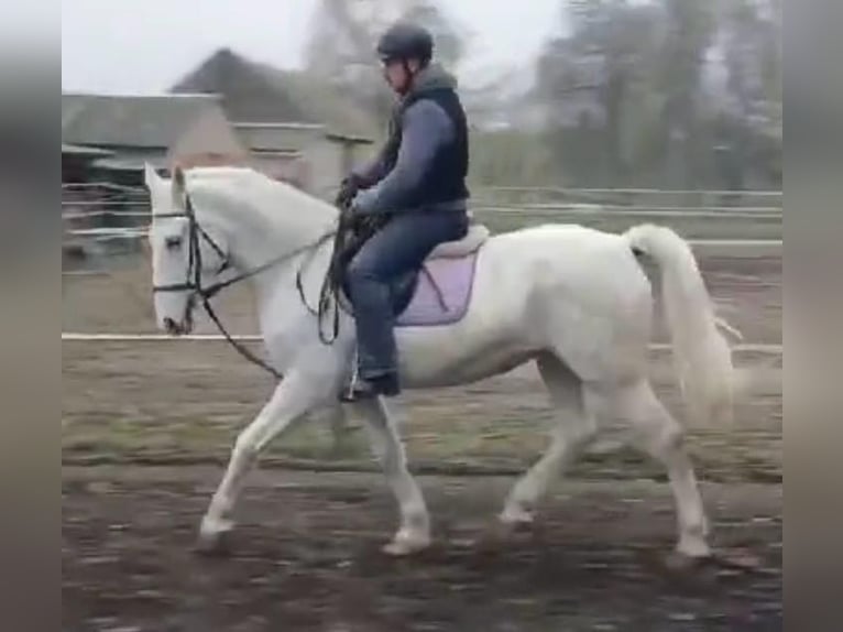 Koń lipicański Klacz 8 lat 160 cm Biała in Tass