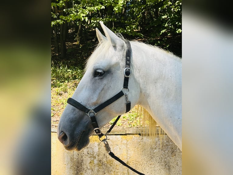Koń lipicański Klacz 8 lat 163 cm Siwa in Wien
