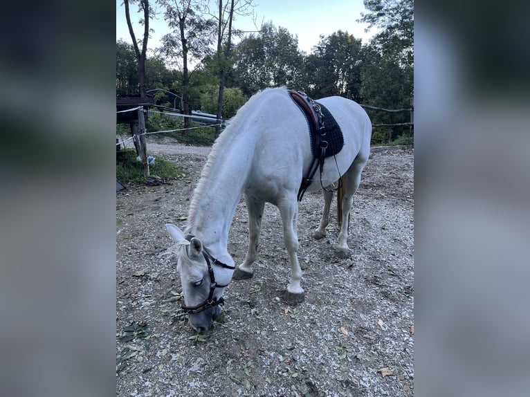 Koń lipicański Klacz 8 lat 163 cm Siwa in Wien