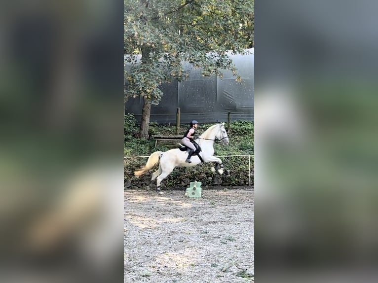 Koń lipicański Klacz 8 lat 163 cm Siwa in Wien