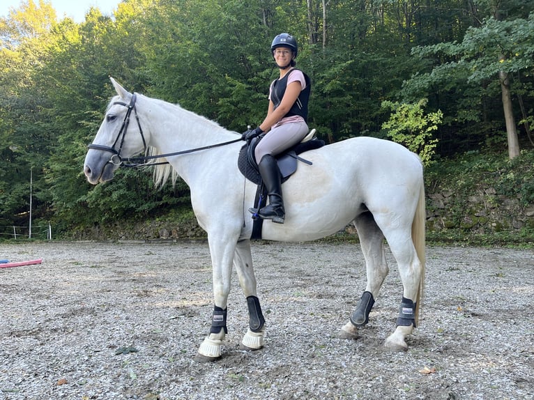 Koń lipicański Klacz 8 lat 163 cm Siwa in Wien