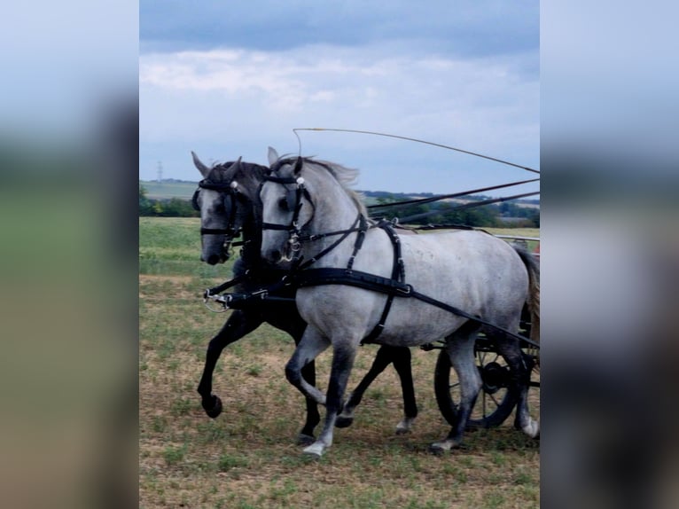 Koń lipicański Klacz 8 lat Siwa in Tordas