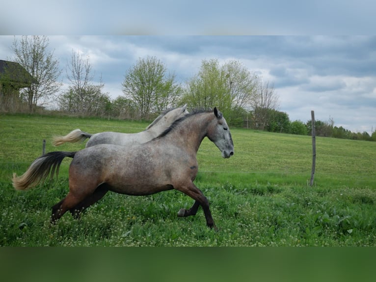 Koń lipicański Klacz 8 lat Siwa in Tordas