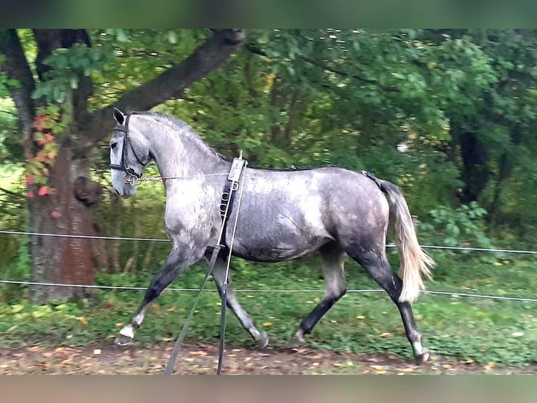 Koń lipicański Klacz 8 lat Siwa in Tordas
