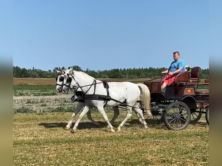 Koń lipicański Klacz 9 lat 160 cm Biała in Tass
