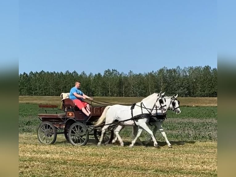 Koń lipicański Klacz 9 lat 160 cm Biała in Tass