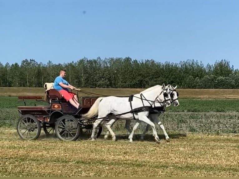 Koń lipicański Klacz 9 lat 160 cm Biała in Tass