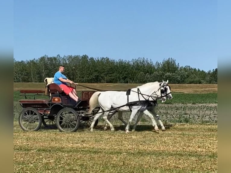 Koń lipicański Klacz 9 lat 160 cm Biała in Tass
