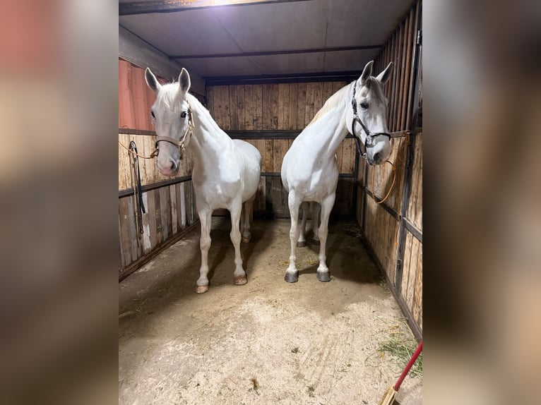 Koń lipicański Klacz 9 lat 168 cm Biała in Burgenland