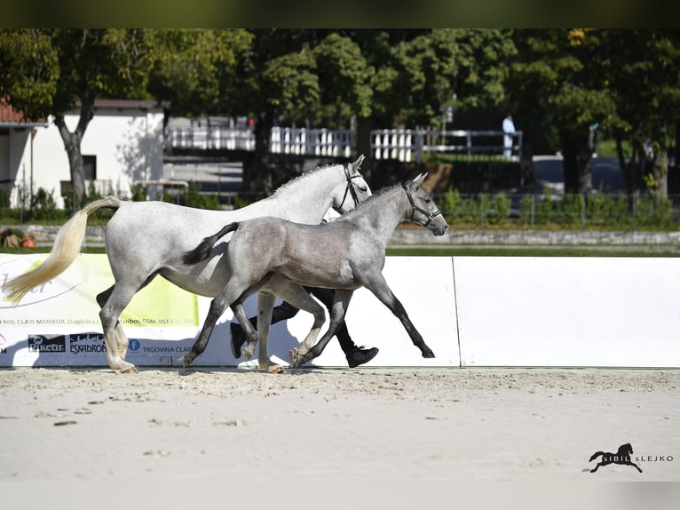 Koń lipicański Klacz Źrebak (05/2025) 158 cm Siwa in Radovljica