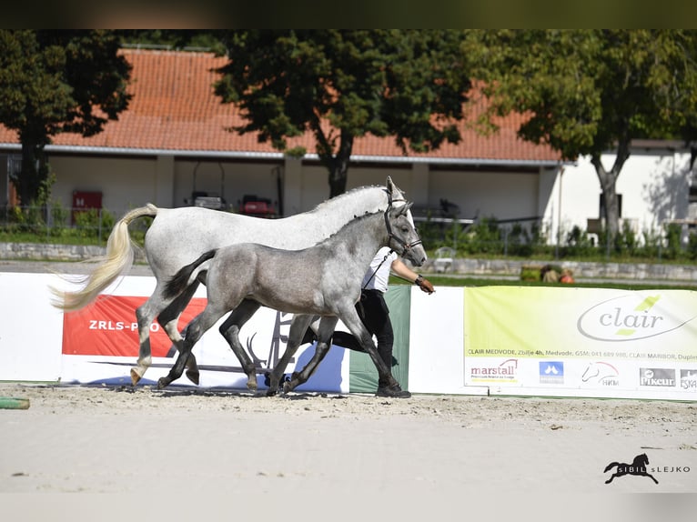 Koń lipicański Klacz Źrebak (05/2025) 158 cm Siwa in Radovljica