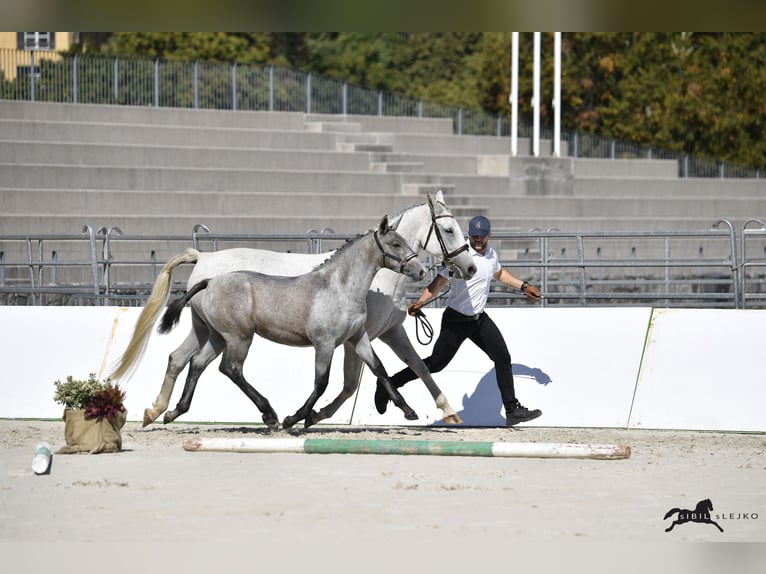 Koń lipicański Klacz Źrebak (05/2025) 158 cm Siwa in Radovljica
