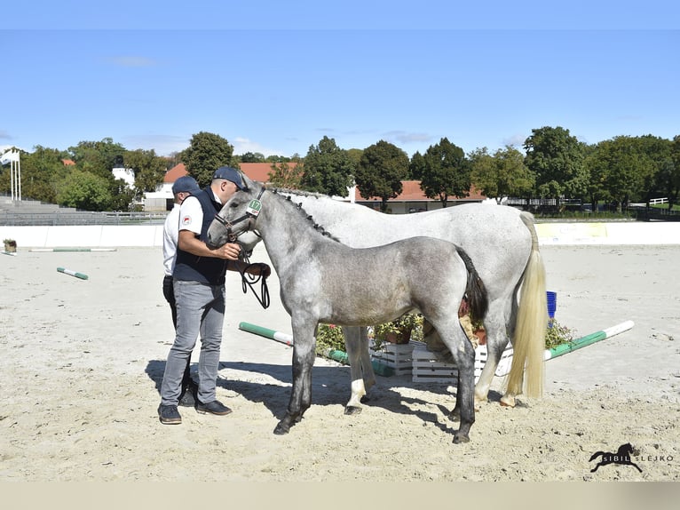 Koń lipicański Klacz Źrebak (05/2025) 158 cm Siwa in Radovljica