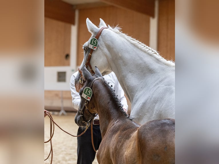 Koń lipicański Ogier 1 Rok 157 cm Siwa in Trnovska vas