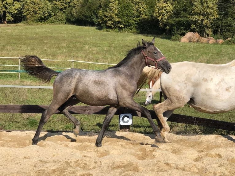 Koń lipicański Ogier 1 Rok 158 cm Siwa in Heiligenbrunn