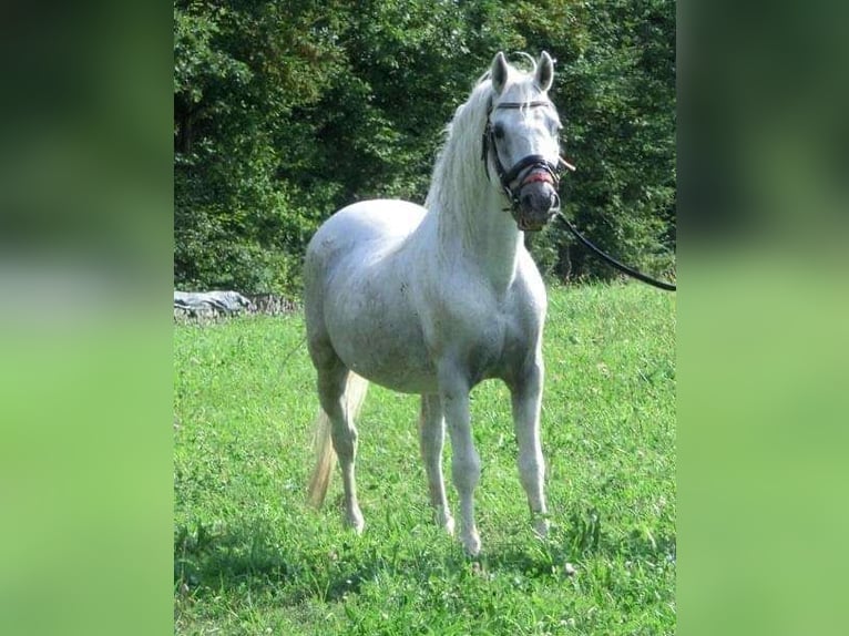 Koń lipicański Ogier 1 Rok 158 cm Siwa in Heiligenbrunn