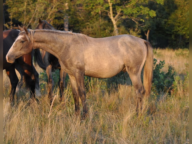 Koń lipicański Ogier 2 lat 147 cm Siwa in Kozina
