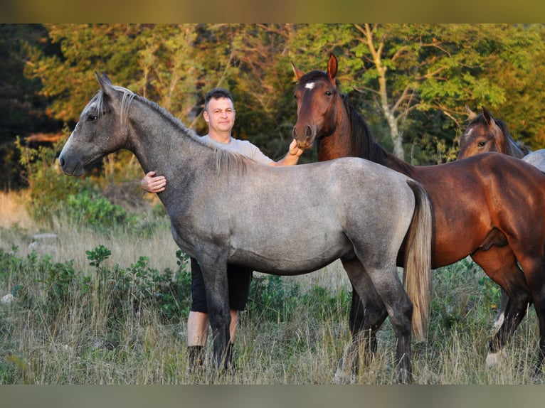 Koń lipicański Ogier 2 lat 147 cm Siwa in Kozina